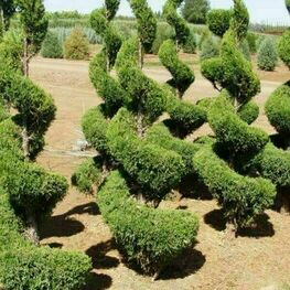 Можжевельник китайский Спартан (Juniperus chinensis 'Spartan') ф. спираль