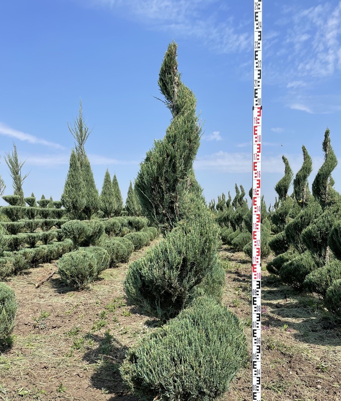 Можжевельник скальный Скайрокет (Juniperus scopulorum 'Skyrocket') ф. спираль