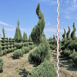 Можжевельник скальный Скайрокет (Juniperus scopulorum 'Skyrocket') ф. спираль