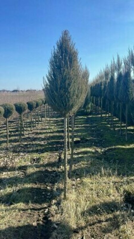 Можжевельник скальный Скайрокет (Juniperus scopulorum 'Skyrocket') ф. конус на штамбе