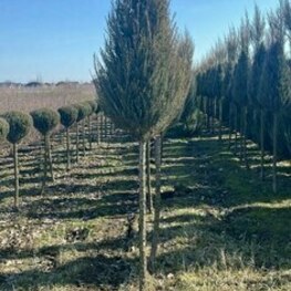 Можжевельник скальный Скайрокет (Juniperus scopulorum 'Skyrocket') ф. конус на штамбе