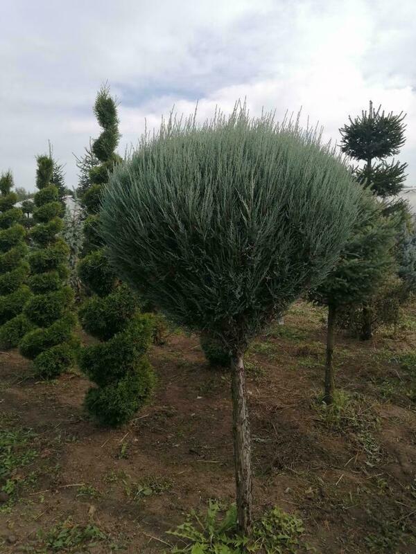 Можжевельник скальный Скайрокет (Juniperus scopulorum 'Skyrocket')