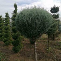 Можжевельник скальный Скайрокет (Juniperus scopulorum 'Skyrocket')