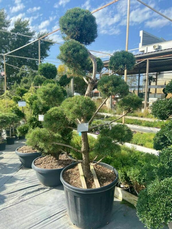 Сосна черная австрийская (Pinus nigra subsp. nigra) ф. помпон