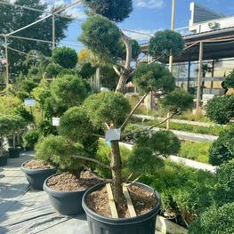 Сосна черная австрийская (Pinus nigra subsp. nigra) ф. помпон