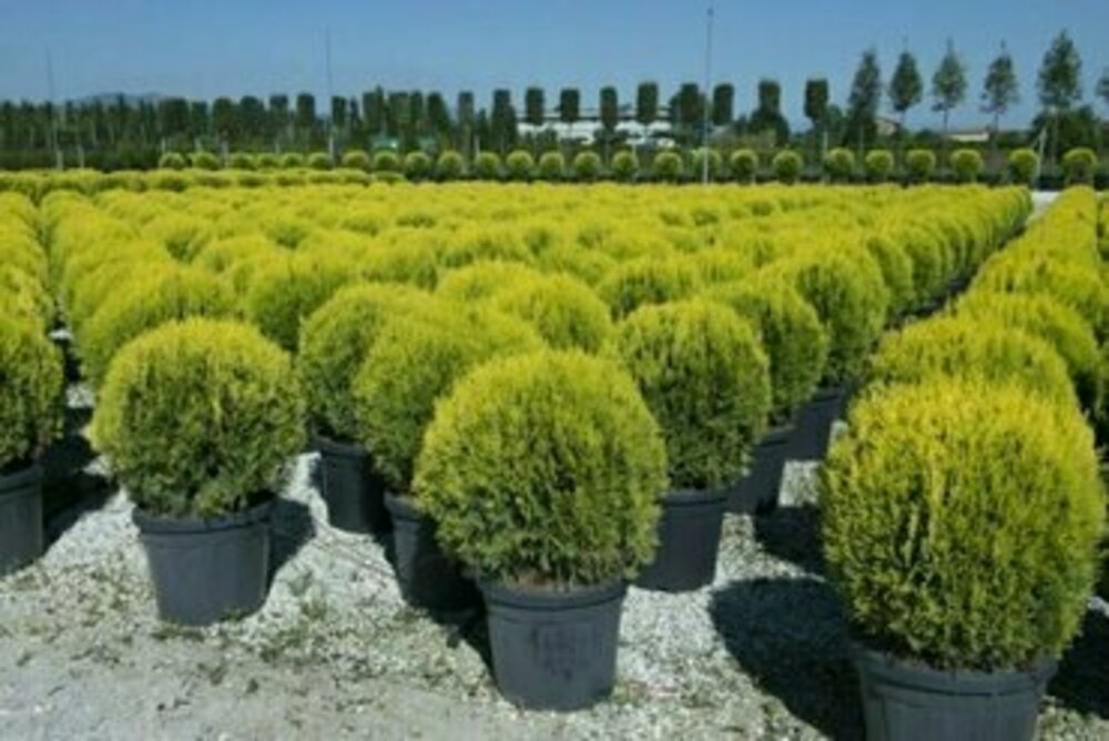 Туя восточная Аурея Нана (Platycladus orientalis 'Aurea Nana')