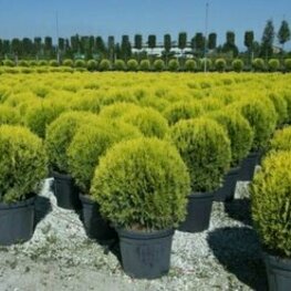 Туя восточная Аурея Нана (Platycladus orientalis 'Aurea Nana')