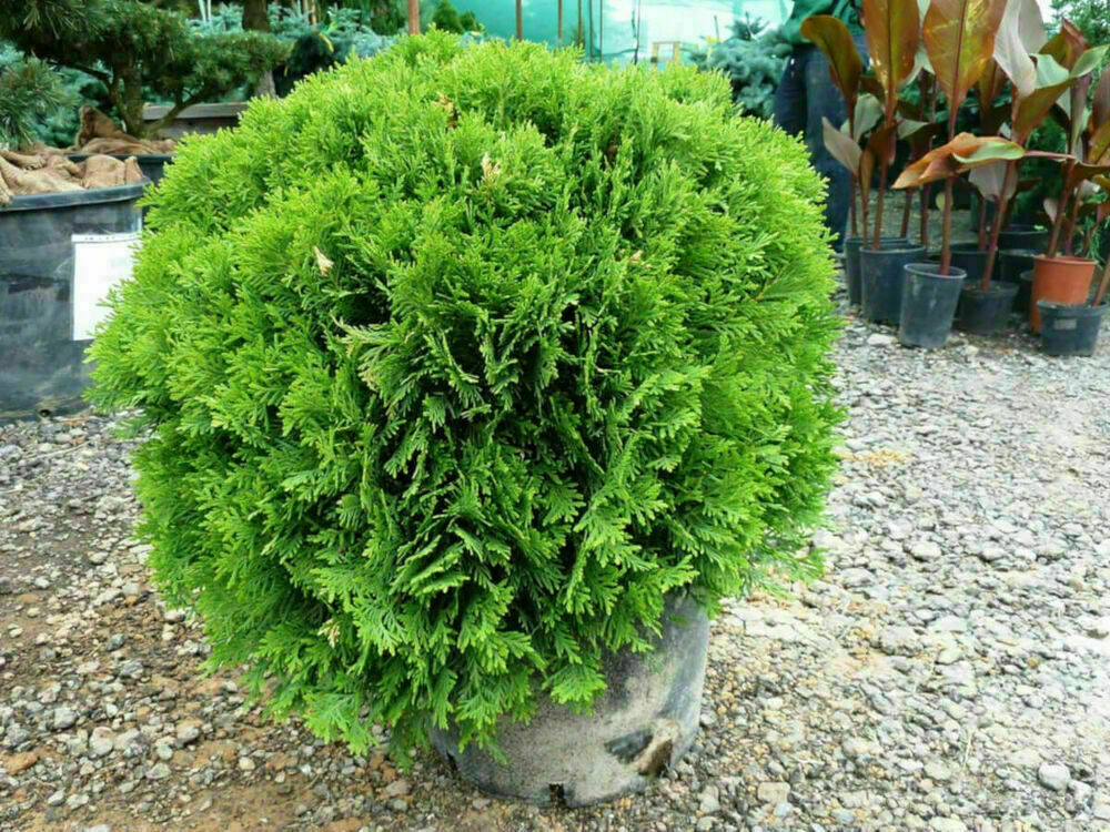Туя восточная Мадуродам (Platycladus orientalis 'Madurodam')