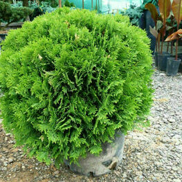Туя восточная Мадуродам (Platycladus orientalis 'Madurodam')