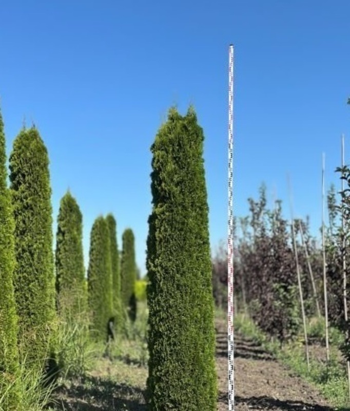Туя западная Смарагд (Thuja occidentalis 'Smaragd') ф. карандаш