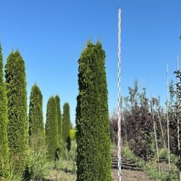 Туя западная Смарагд (Thuja occidentalis 'Smaragd') ф. карандаш