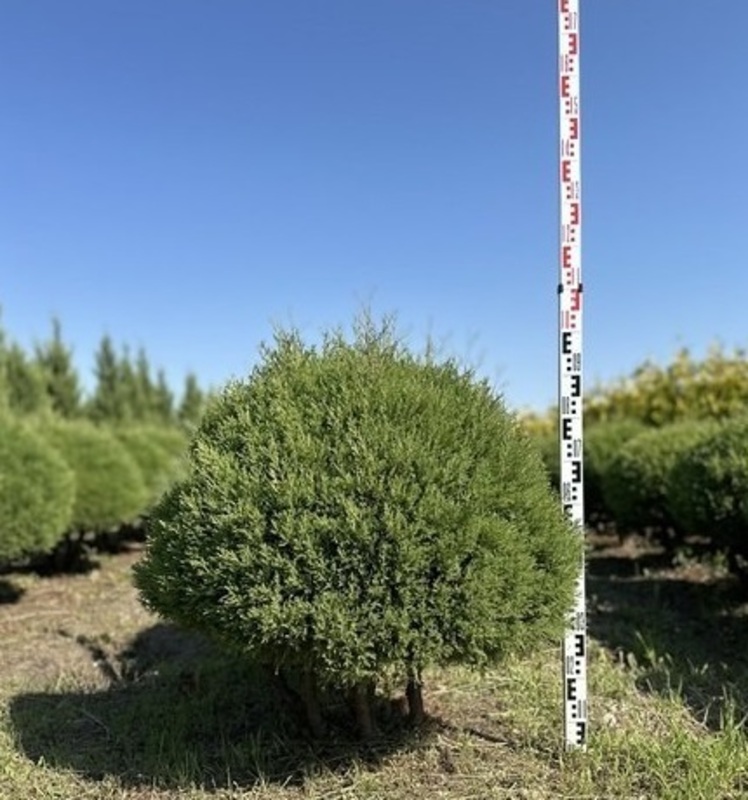Туя западная Эрикоидес (Thuja occidentalis 'Ericoides') ф. мультиштамб