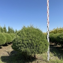 Туя западная Эрикоидес (Thuja occidentalis 'Ericoides') ф. мультиштамб
