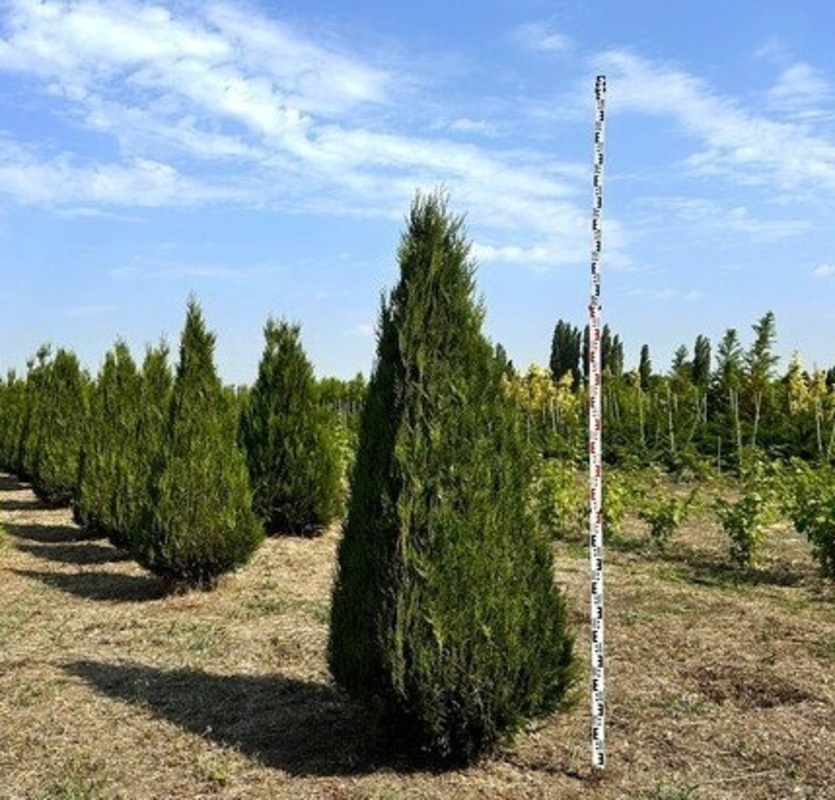 Туя складчатая Атровиренс (Thuja plicata 'Atrovirens') ф. пирамида