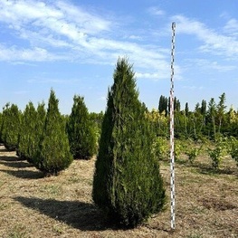 Туя складчатая Атровиренс (Thuja plicata 'Atrovirens') ф. пирамида