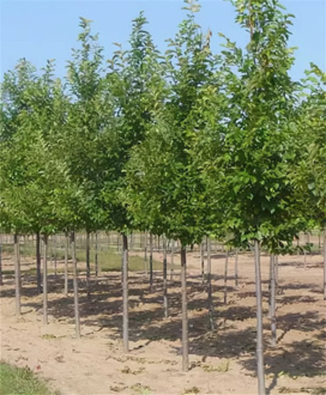 Вяз американский Принстон (Ulmus americana 'Princeton')