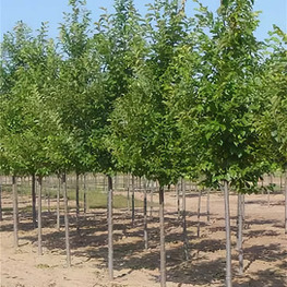 Вяз американский Принстон (Ulmus americana 'Princeton')