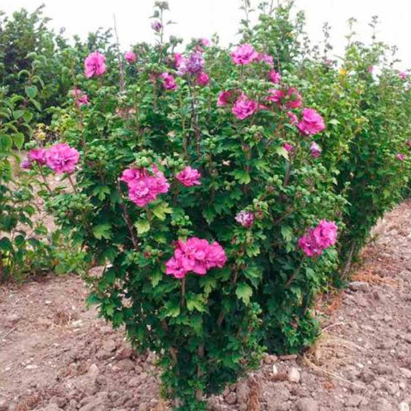 Гибискус сирийский Ред Харт (Hibiscus syriacus 'Red Heart')