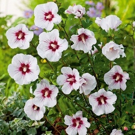 Гибискус сирийский Ред Харт (Hibiscus syriacus 'Red Heart')