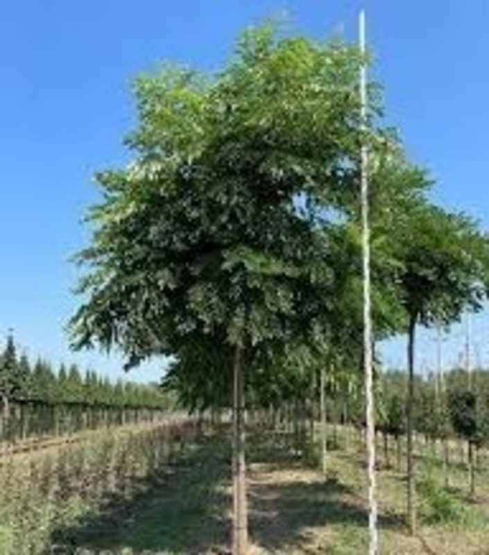 Гимнокладус двудомный (Gymnocladus dioicus)