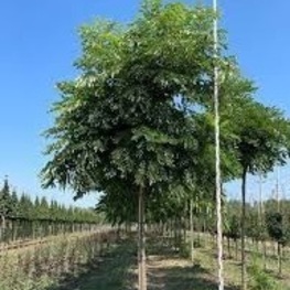 Гимнокладус двудомный (Gymnocladus dioicus)
