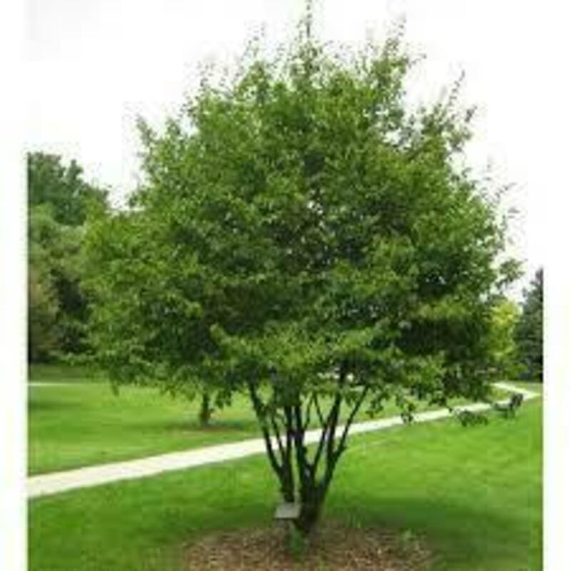 Граб каролинский (Carpinus caroliniana)