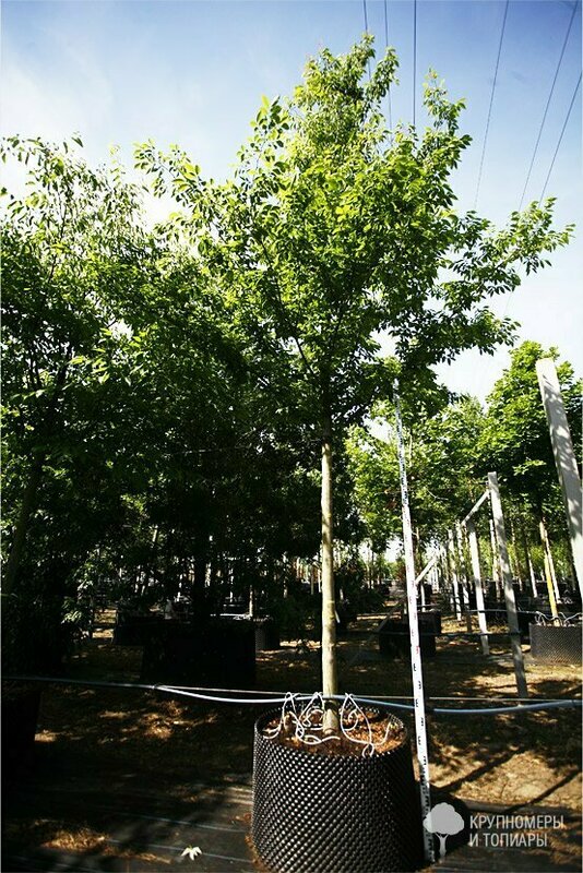 Дзельква японская (Zelkova serrata)