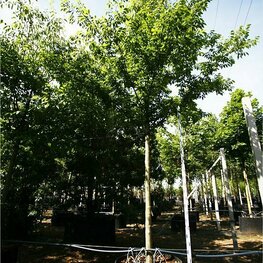 Дзельква японская (Zelkova serrata)