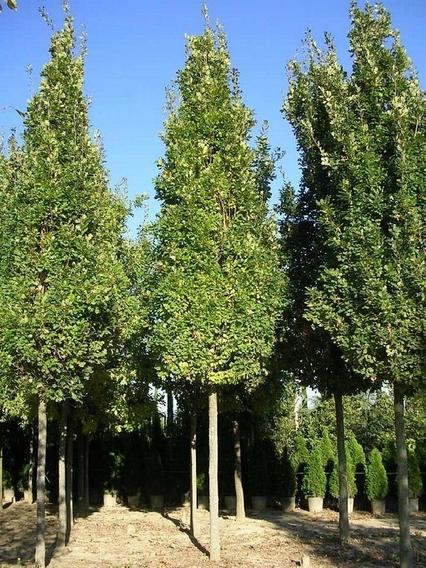 Дуб шарлаховый (Quercus coccinea)
