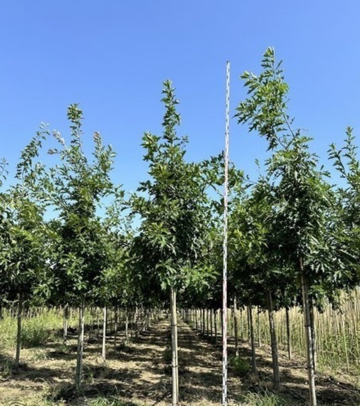 Дуб шумарда (Quercus shumardii)