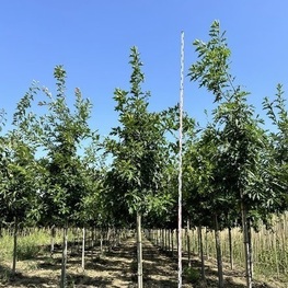Дуб шумарда (Quercus shumardii)
