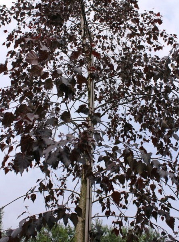 Береза повислая Пурпуреа (Betula pendula 'Purpurea')