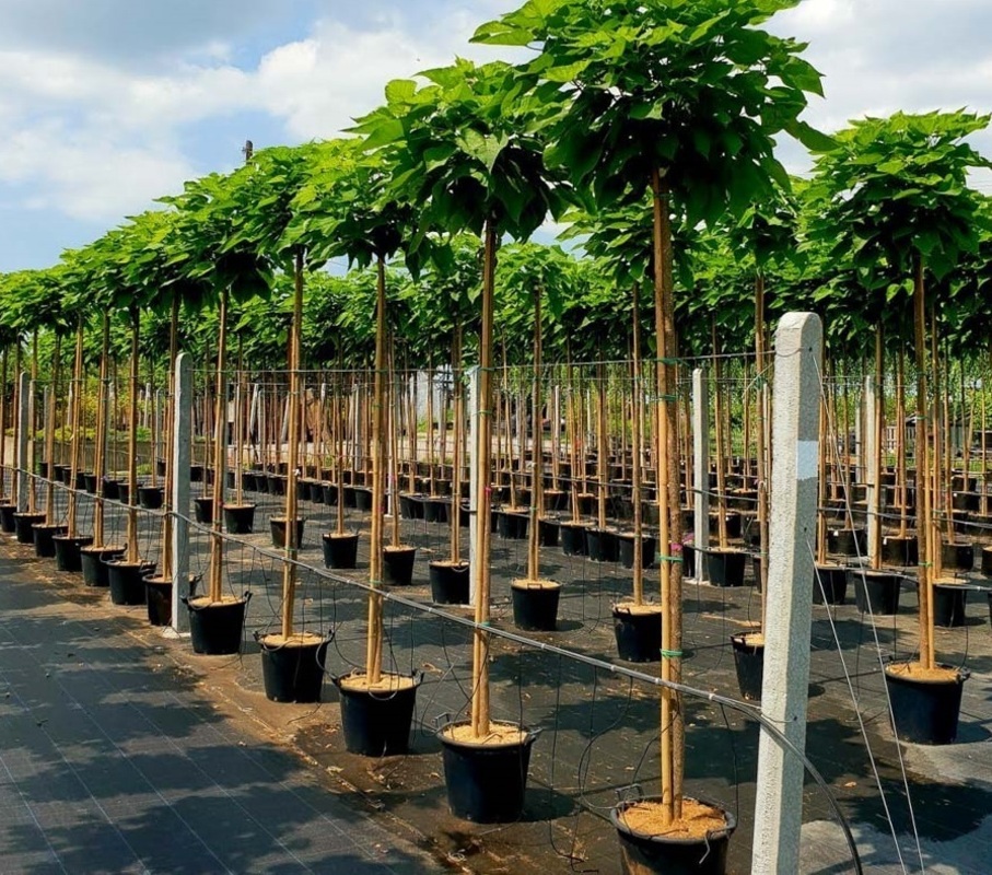 Катальпа бигнониевидная Нана (Catalpa bignonioides 'Nana')