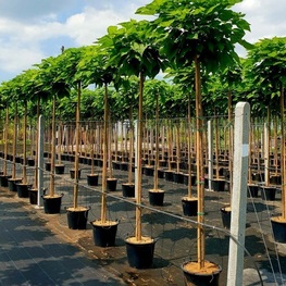 Катальпа бигнониевидная Нана (Catalpa bignonioides 'Nana')