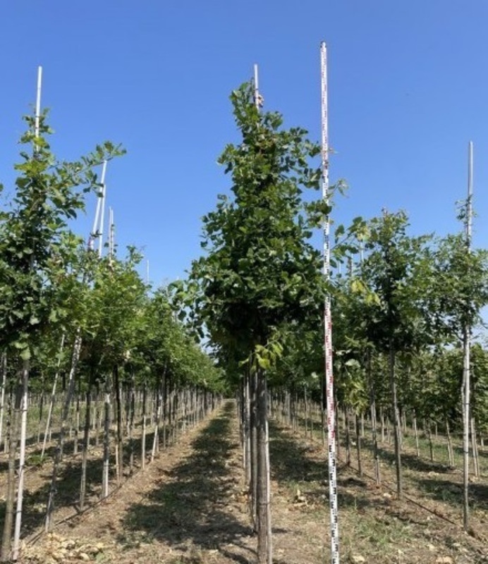 Клен сахарный Грин Маунтин (Acer saccharum 'Green Mountain')