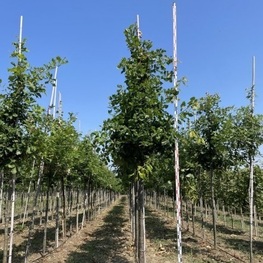 Клен сахарный Грин Маунтин (Acer saccharum 'Green Mountain')