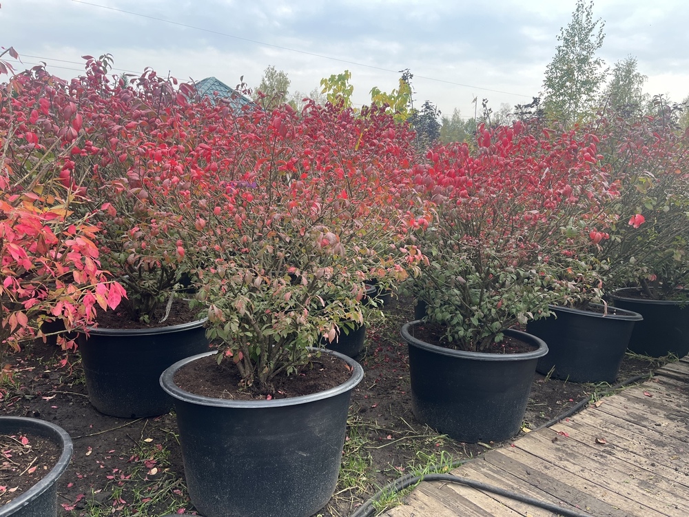 Магнолия гибридная Хевен Сент (Magnolia x hybrida 'Heaven Scent')