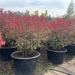 Магнолия гибридная Хевен Сент (Magnolia x hybrida 'Heaven Scent')