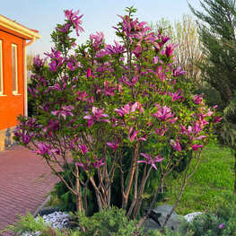 Магнолия лилиецветная Нигра (Magnolia liliiflora 'Nigra')