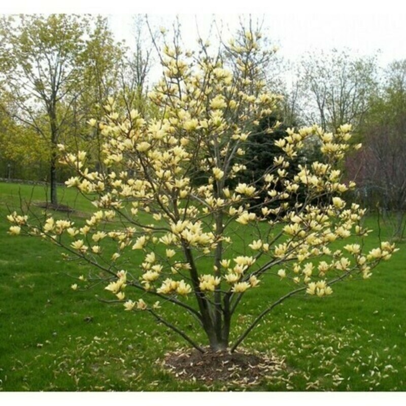 Магнолия обнаженная Йеллоу Ривер (Magnolia denudata 'Yellow River')