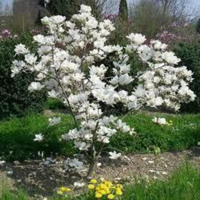 Магнолия Суланжа Алба Суперба (Magnolia x soulangeana 'Alba Superba')