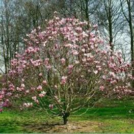 Магнолия суланжа Гэлакси (Magnolia x soulangeana 'Galaxy')