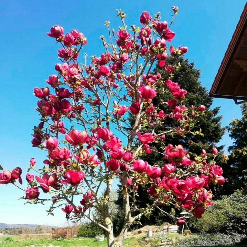 Магнолия суланжа Джени (Magnolia x soulangeana 'Genie')