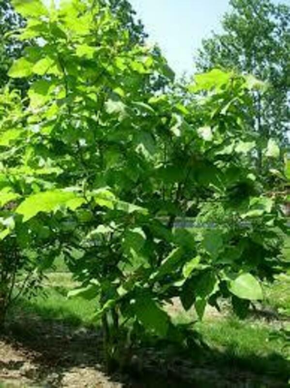 Магнолия Трипетала