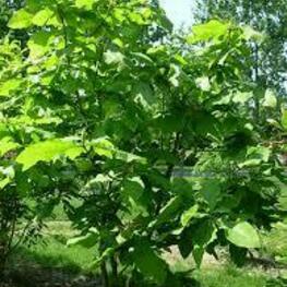 Магнолия трехлепестная (Magnolia tripetala)