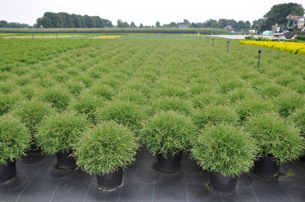 Туя западная Мистер Боулинг Болл (Thuja occidentalis 'Mr. Bowling Ball')