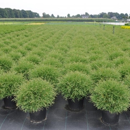 Туя западная Мистер Боулинг Болл (Thuja occidentalis 'Mr. Bowling Ball')