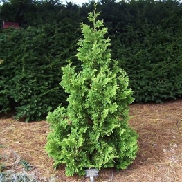 Туя западная Спиралис (Thuja occidentalis 'Spiralis')