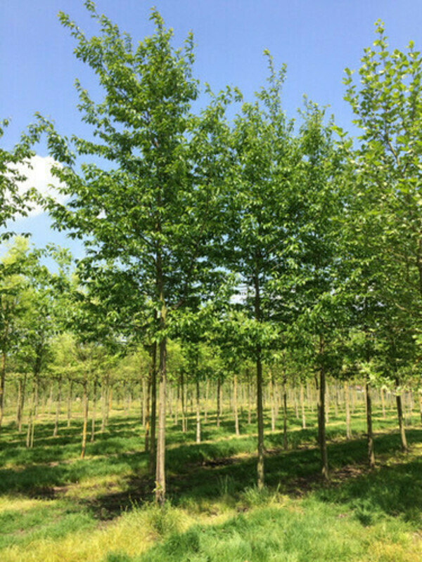 Ольха Шпета (Alnus x spaethii)