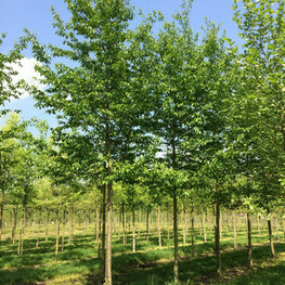 Ольха Шпета (Alnus x spaethii)